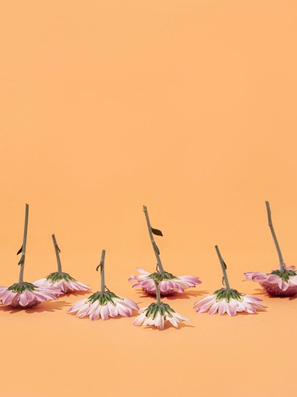 estudio-bloom-7kx57nydT2k-unsplash (Large)